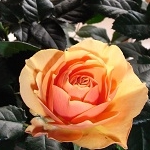 ヒロロさんのプロフィール画像