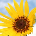 tomatoさんのプロフィール画像