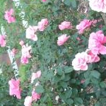 コアラさんのプロフィール画像