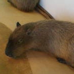 あかねさんのプロフィール画像