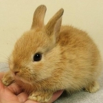 Le lapinさんのプロフィール画像