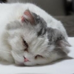 はなこさんのプロフィール画像