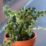 yumicoさんのプロフィール画像