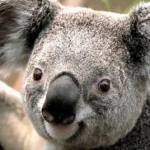 そらまめッチさんのプロフィール画像