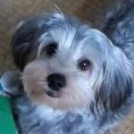 ぎりぎりさんのプロフィール画像