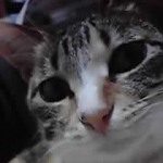 だぬちゃんさんのプロフィール画像