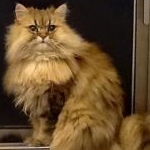 ポニョさんのプロフィール画像