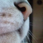 こあらのエサさんのプロフィール画像