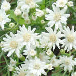 canoさんのプロフィール画像