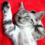 まなみ＊さんのプロフィール画像