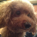 りゅうたんmamaさんのプロフィール画像