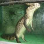 クマゴンさんのプロフィール画像