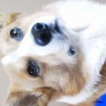 アイルママさんのプロフィール画像