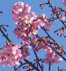 pinoccoさんのプロフィール画像