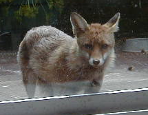 redfoxさんのプロフィール画像