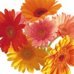 みぃこ。さんのプロフィール画像