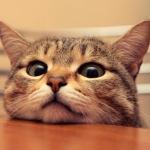 ジェフさんのプロフィール画像