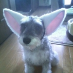 ゆるねこさんのプロフィール画像