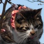 ぽちさんのプロフィール画像