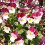 ひろこさんのプロフィール画像