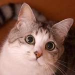 ふみねこさんのプロフィール画像