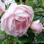 りんくんさんのプロフィール画像