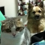 chikegoさんのプロフィール画像