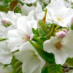 みぃやさんのプロフィール画像