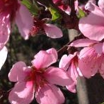 香奈さんのプロフィール画像