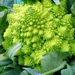 ロマさんのプロフィール画像