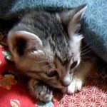 えみさんのプロフィール画像