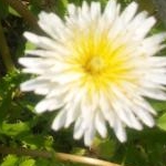 ゆうこまるさんのプロフィール画像