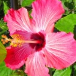 chokoさんのプロフィール画像