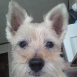 みはたーぼちゃん