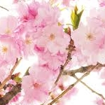 いちごさんのプロフィール画像