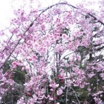 さわ ダヤンさんのプロフィール画像