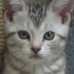 whitecatさんのプロフィール画像