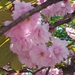 mikarin♪さんのプロフィール画像