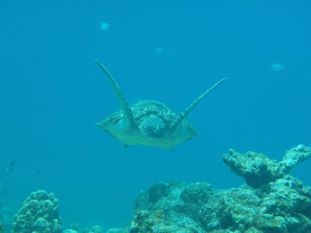 codomoさんのプロフィール画像