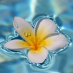 himeさんのプロフィール画像