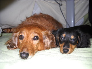 ちょこのおしり