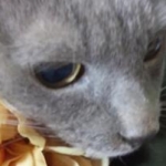 MIHO DAIJOさんのプロフィール画像