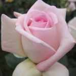 弁財天さんのプロフィール画像