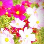 machicoさんのプロフィール画像