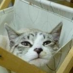 さくらさんのプロフィール画像