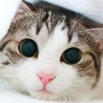 みっくさんのプロフィール画像