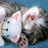 ねこさんのプロフィール画像