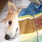 mareamさんのプロフィール画像