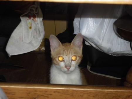 ニョンピさんのプロフィール画像