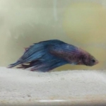 ゆきうさぎさんのプロフィール画像